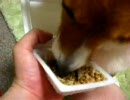 【納豆】を食べるコーギー