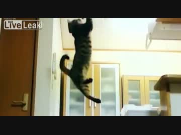 ジャンプするネコをスローモーションで観る