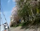 札幌　白石サイクリングロードの桜　2012年5月6日
