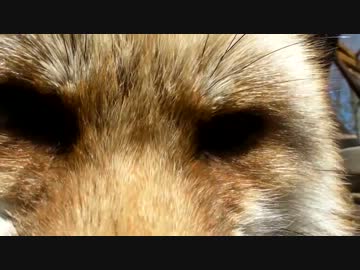 蔵王キツネ村にて寛ぐキツネに接近してきた