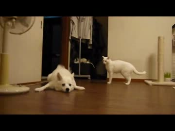 土下座するわんこにどん引きするぬこ