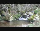 2012.5.4 とある漁協の山岳渓流　中編
