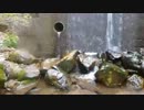 2012.5.4 とある漁協の山岳渓流　後編