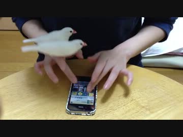 jubeatの最中にケンカをする文鳥たち