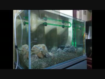 面倒くさがりが60cm水槽を立ち上げてみた　Part.1