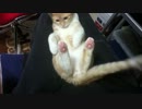 シッポが気になる猫　#15