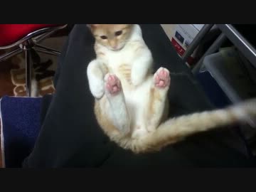 シッポが気になる猫　#15