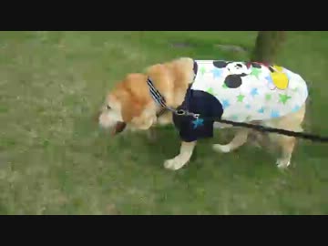 MVI_2020.MOVジャンの散歩