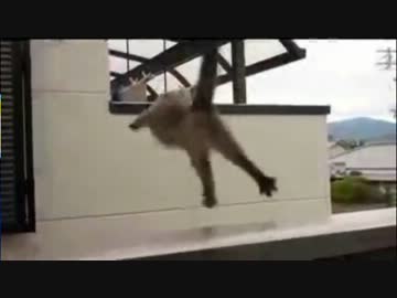 猫がベランダから(」・ω・)」うー！(／・ω・)／にゃー！