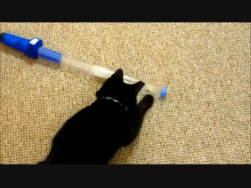 ハサミムシと悩む黒猫