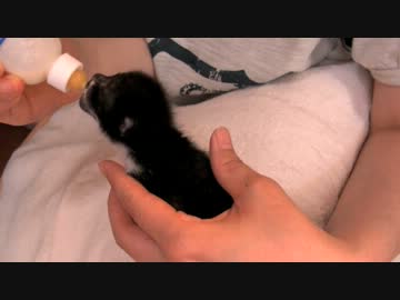 くるねこ大和　2012年保育園開始