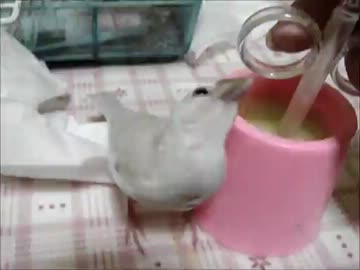 (*ﾟ∋ﾟ)もう、待てない・・・❤(ﾟ∈ﾟ*)