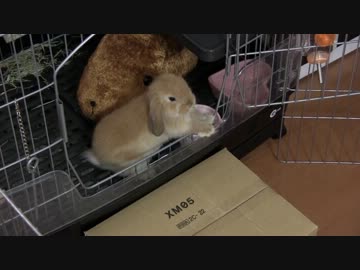 モコ日記２