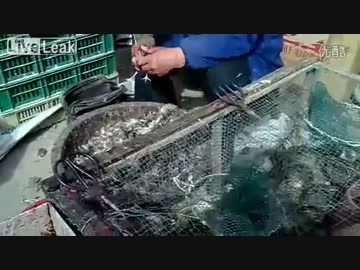 中国で売られる”あまりにも残酷な生き物”