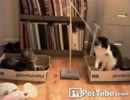 テザーボールで遊ぶ猫たちがカワイイ