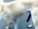 勃起しちゃった犬