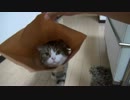 被るねこ。-Maru puts a paper bag on his head-