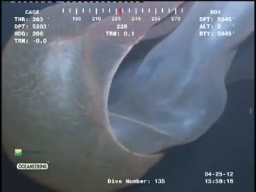 深海５０００フィートで謎の生物を発見