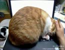 【夜な夜な猫集会】PCのキーボードの上で心置きなくデレる茶太郎