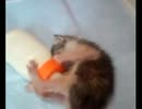 ６匹の子猫の里親募集。
