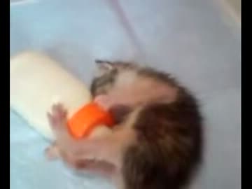 ６匹の子猫の里親募集。