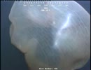深海で謎の生物が発見される！