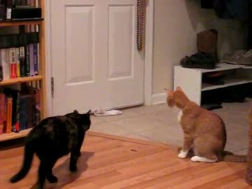 靴下を異常に怖がるネコ