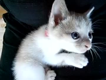 ひたすら子猫に噛み噛みされる