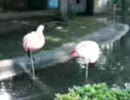 フラミンゴ