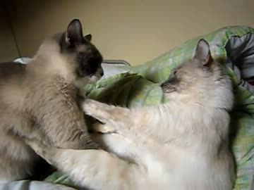 ある日のじゃれあい猫(スロー)