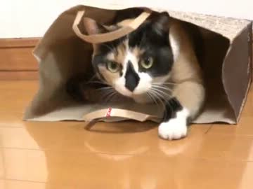 家猫日和　みかん３