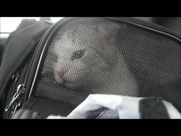 ツンギレのうちの猫達の天使のような声