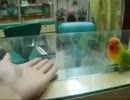エ○ビ見すぎなオウム（ヘッドホン推奨）