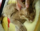 【ソマリ】ねこ動画(^・x・^)