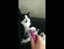 猫「お前には絶対やらせねーよ！」