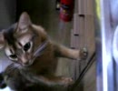 台所で頑張るねこ。