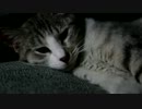 ぬこぬこ保健体育