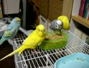 ケンカするセキセイインコ