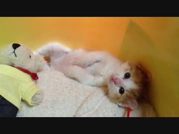 漬物樽の中の仔猫がわたわたしてるのが可愛い