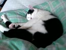 うちのにゃんこ