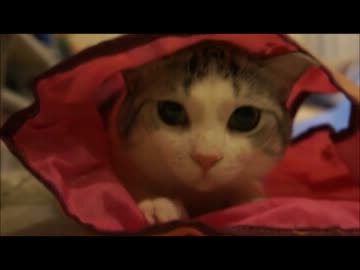 ツンギレのうちの猫の黒目がまん丸すぎる