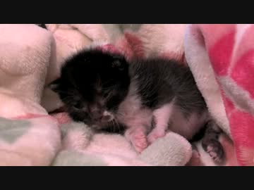 くるねこ大和　20120512