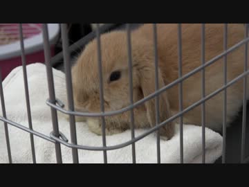 モコ日記３