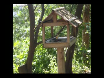 キャンベルタウン野鳥の森にオカメインコを見に行ってきた