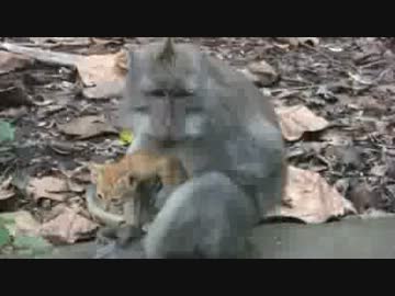 サルが子猫を抱いていました