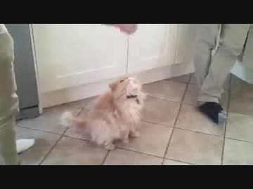 【顔面】突然の奇襲にうろたえる猫【直撃】