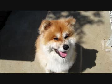 秋田犬の毛刈りびふぉーあふたー