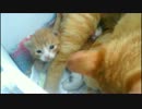 茶トラの赤さん子猫がたくさんいました。