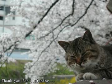 【ニコラップ】 桜マイクリレー