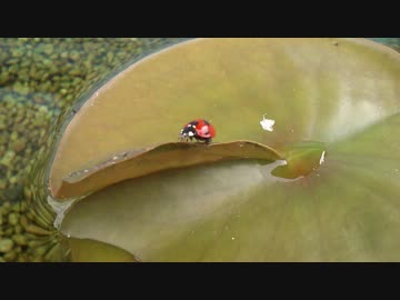 うちのすいそう（の上）５　テントウムシ